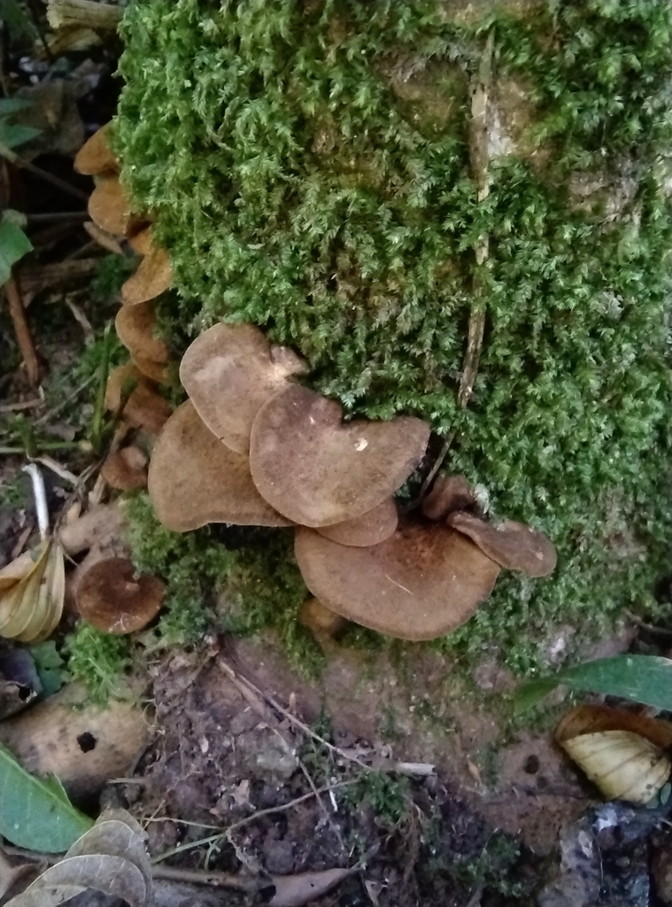 Boletinellus exiguus · October 2024 · photo: © lelacappelli (iNaturalist, cc0)