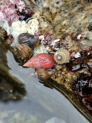 Amphissa versicolor