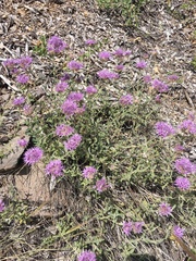 Monardella odoratissima glauca
