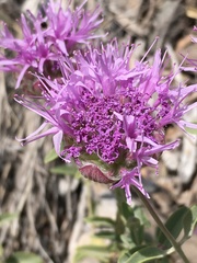 Monardella odoratissima glauca