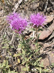 Monardella odoratissima glauca