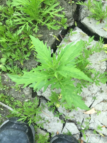 American water horehound (Lycopus americanus)