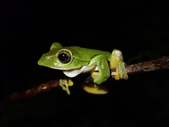 Green Flying Frog photo 3