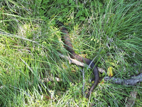 Tiger Snake sighting