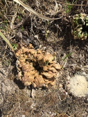 Selaginella lepidophylla