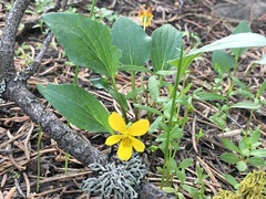 Viola praemorsa linguifolia
