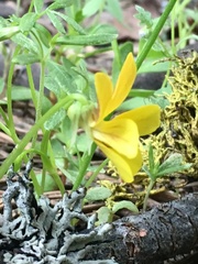Viola praemorsa linguifolia