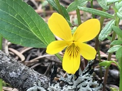 Viola praemorsa linguifolia