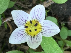 Hesperochiron pumilus