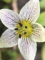 Hesperochiron pumilus