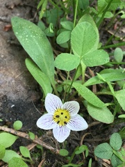 Hesperochiron pumilus