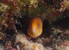 Gymnothorax melatremus