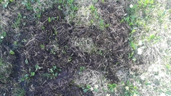 Microtus richardsoni