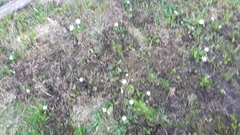 Microtus richardsoni