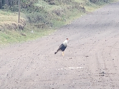 Caracara plancus image