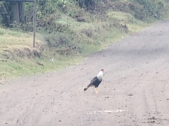 Caracara plancus image