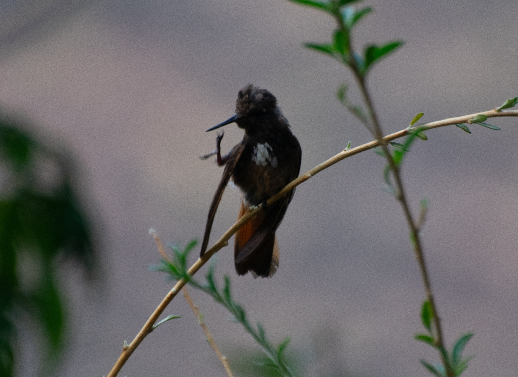 White-tufted Sunbeam (Aglaeactis castelnaudii), photo 8