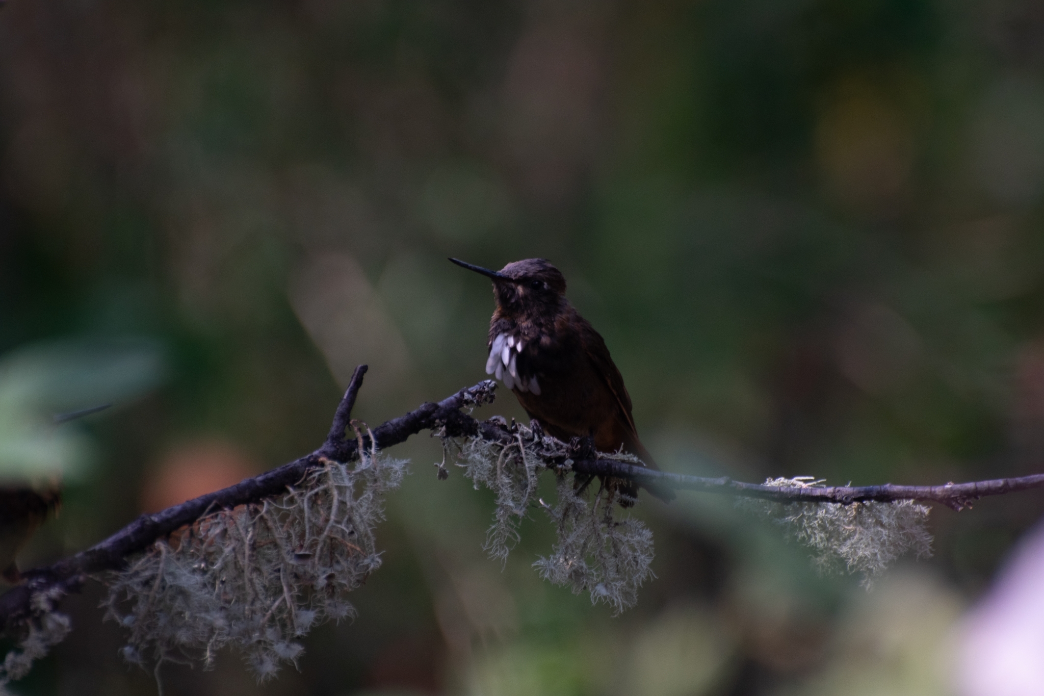 White-tufted Sunbeam (Aglaeactis castelnaudii), photo 9