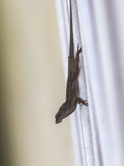 Anolis