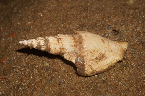 Strombus vittatus vittatus, 2024-10-21