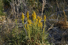 Solidago spectabilis