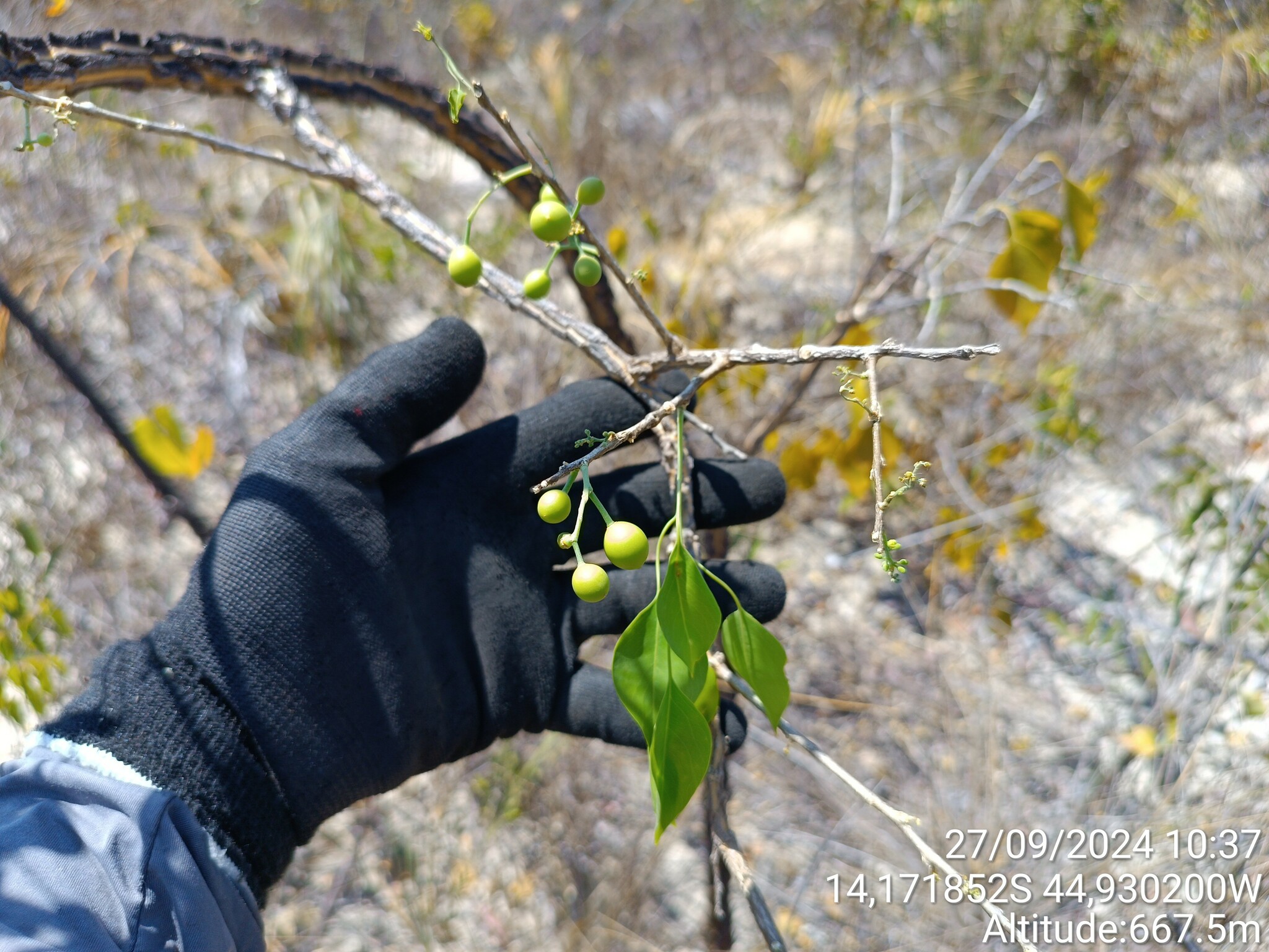 Agonandra Brasiliensis (Agonandra brasiliensis)