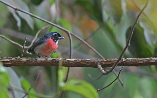 Rose-bellied Chat