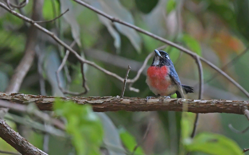 Rose-bellied Chat (Granatellus paraensis), photo 2