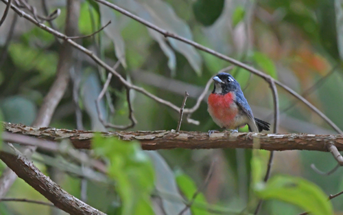 Rose-bellied Chat (Granatellus paraensis), photo 3