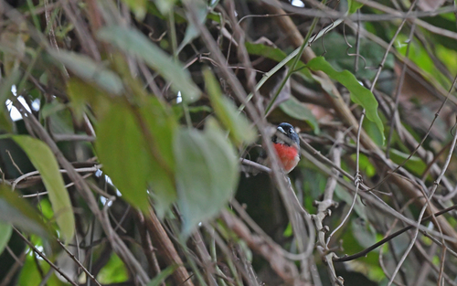 Rose-bellied Chat (Granatellus paraensis), photo 4