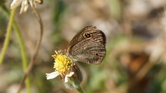 Ypthima arctous