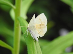Nematocampa resistaria