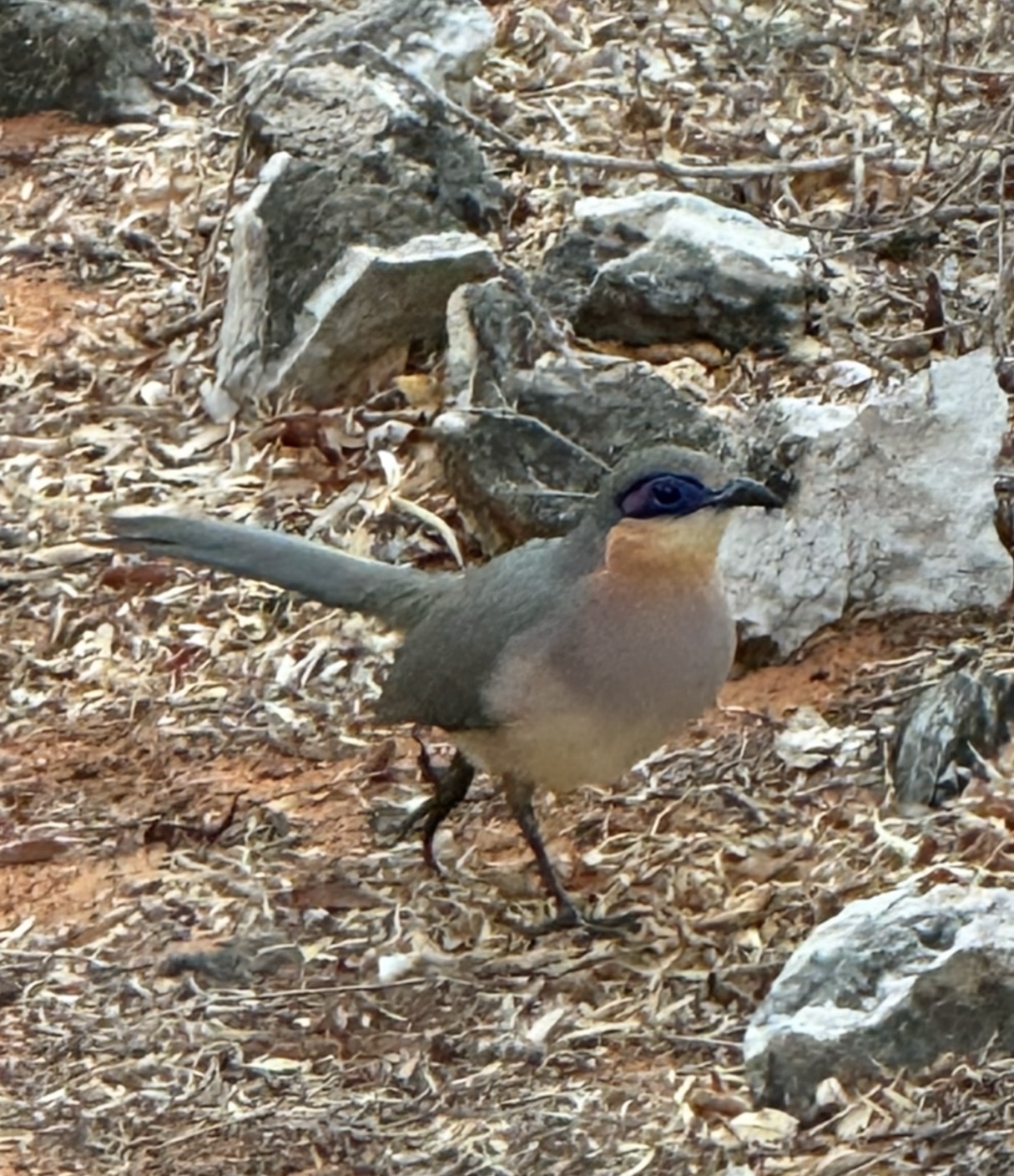 Running Coua (Coua cursor), photo 2