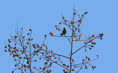 Epaulet Oriole (Icterus cayanensis), photo 8