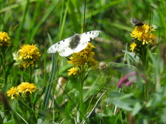 Parnassius phoebus