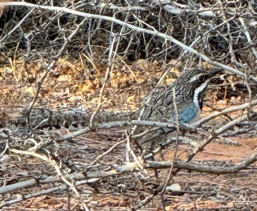 Long-tailed Ground Roller (Uratelornis chimaera), photo 2