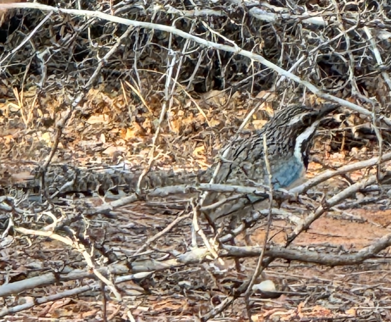 Long-tailed Ground Roller (Uratelornis chimaera), photo 2