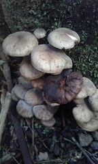 Armillaria novae-zelandiae