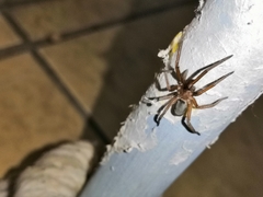 Araneae