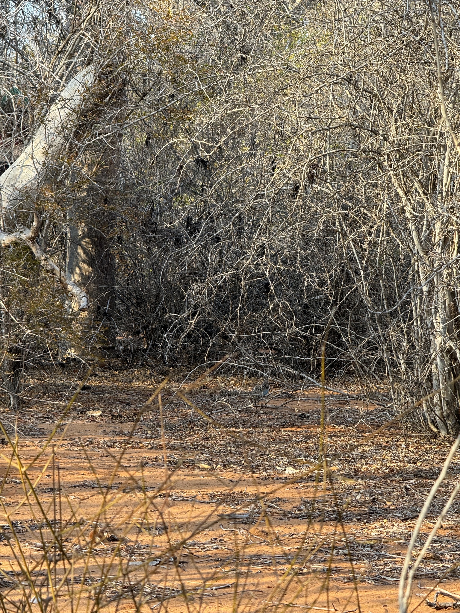 Long-tailed Ground Roller (Uratelornis chimaera), photo 3