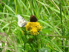 Parnassius phoebus