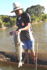 Pseudoplatystoma