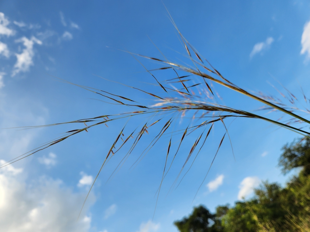 Chrysopogon verticillatus