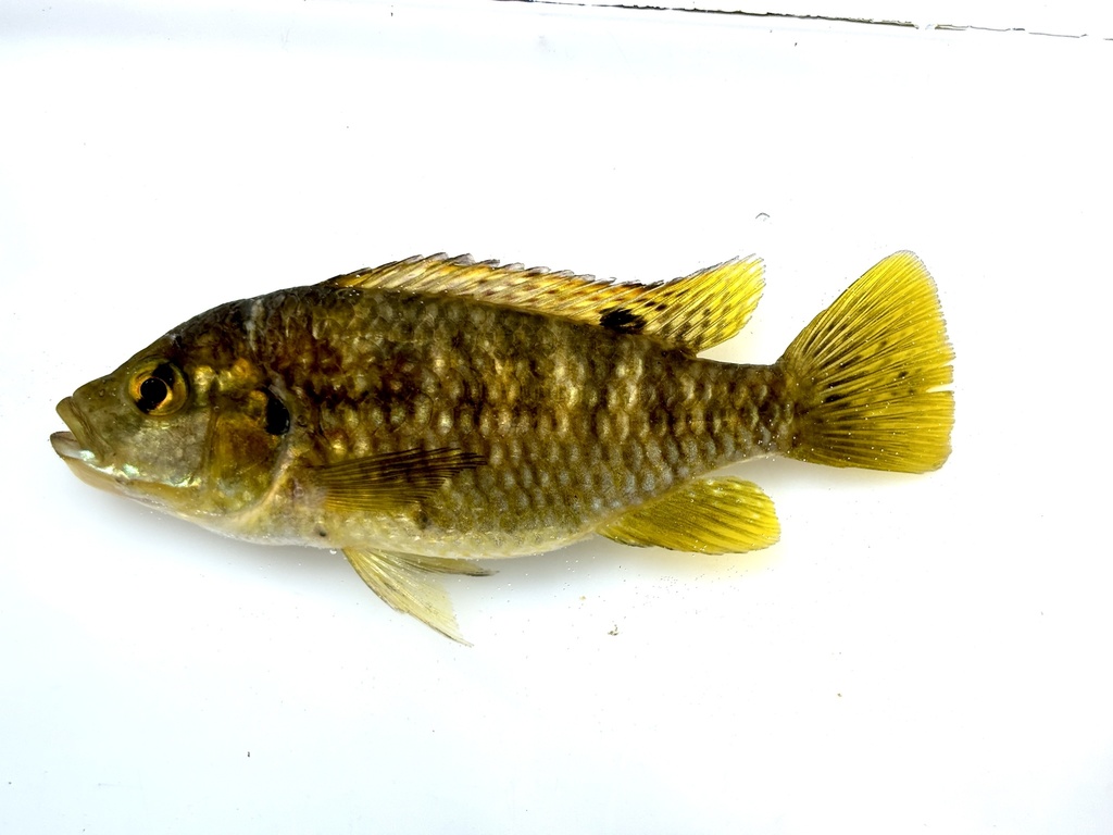 Balon's tilapia (Tilapia baloni) — Cichlidae