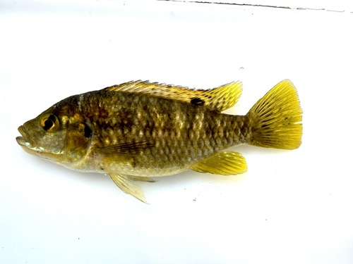 Balon's tilapia (Tilapia baloni) — Cichlidae