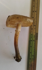 Armillaria novae-zelandiae
