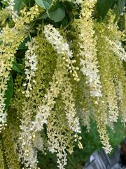 Ledenbergia peruviana