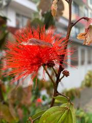 Calliandra trinervia