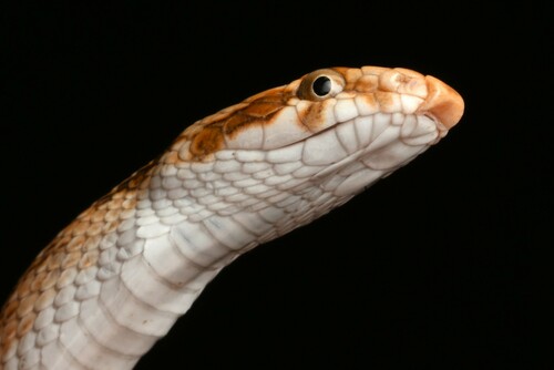 Awl-headed Snake, Lytorhynchus diadema