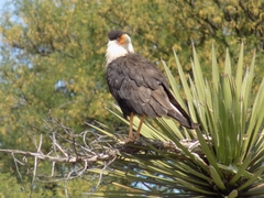 Caracara